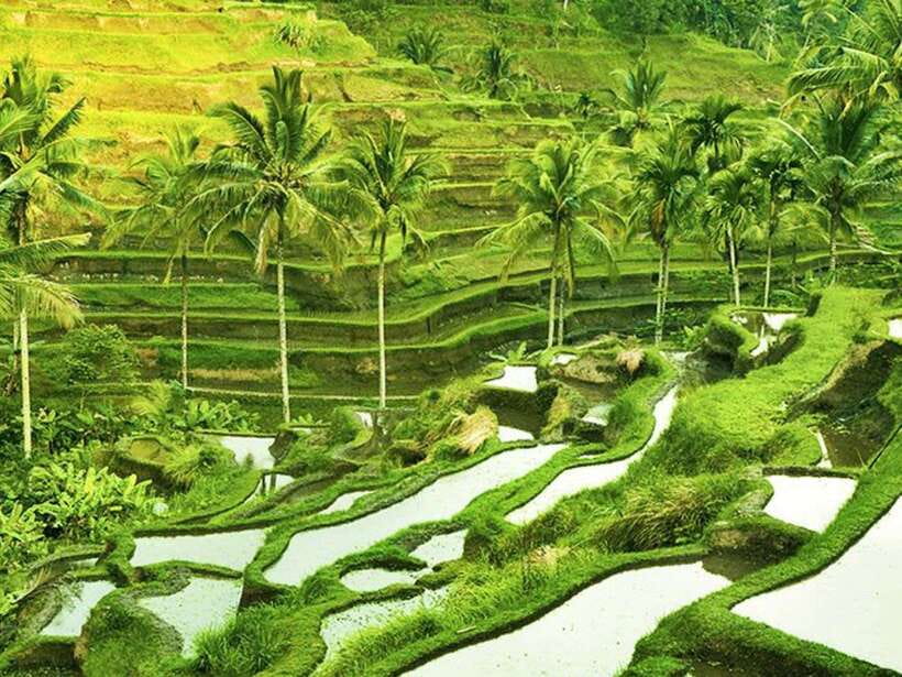 Ubud: Monkey Forest, Temple, Rice Terraces, Hidden Waterfall - Transport, Timing, and What the 9 Hours Really Feel Like