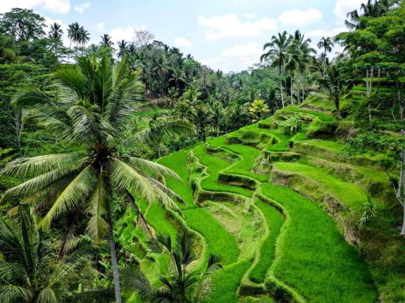 Ubud: Monkey Forest, Temple, Rice Terraces, Hidden Waterfall - Price and Value: Why $29 Often Works (And What Costs Extra)