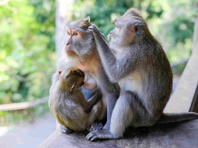 Ubud: Monkey Forest, Temple, Rice Terraces, Hidden Waterfall - Sacred Monkey Forest Sanctuary: Selfies, Baby Monkey Play, and Simple Rules