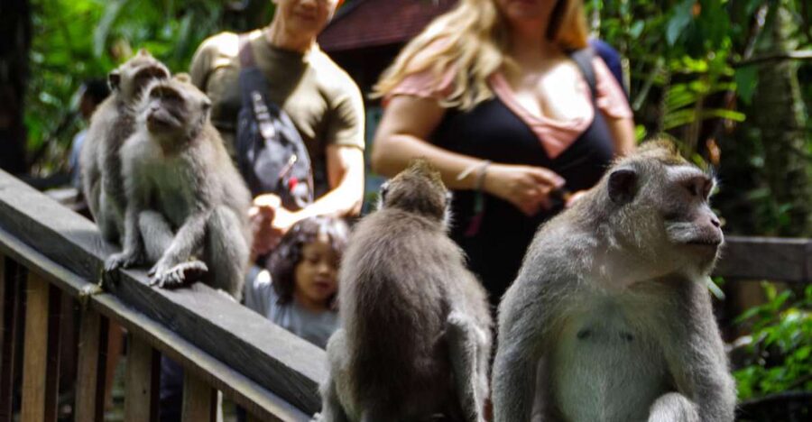 Ubud Monkey Forest, Waterfall, Temple and Rice Terrace Tour - Who This Ubud Tour Fits Best (And Who Might Skip It)
