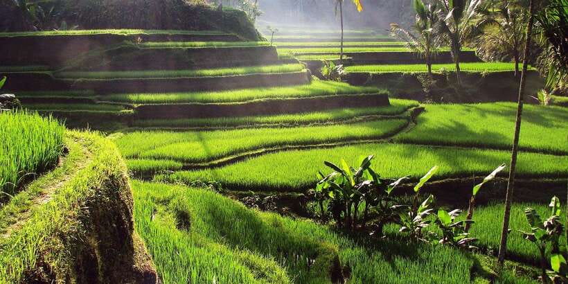 Ubud Monkey Forest, Waterfall, Temple and Rice Terrace Tour - Sacred Monkey Forest Sanctuary: What to Expect in Padangtegal
