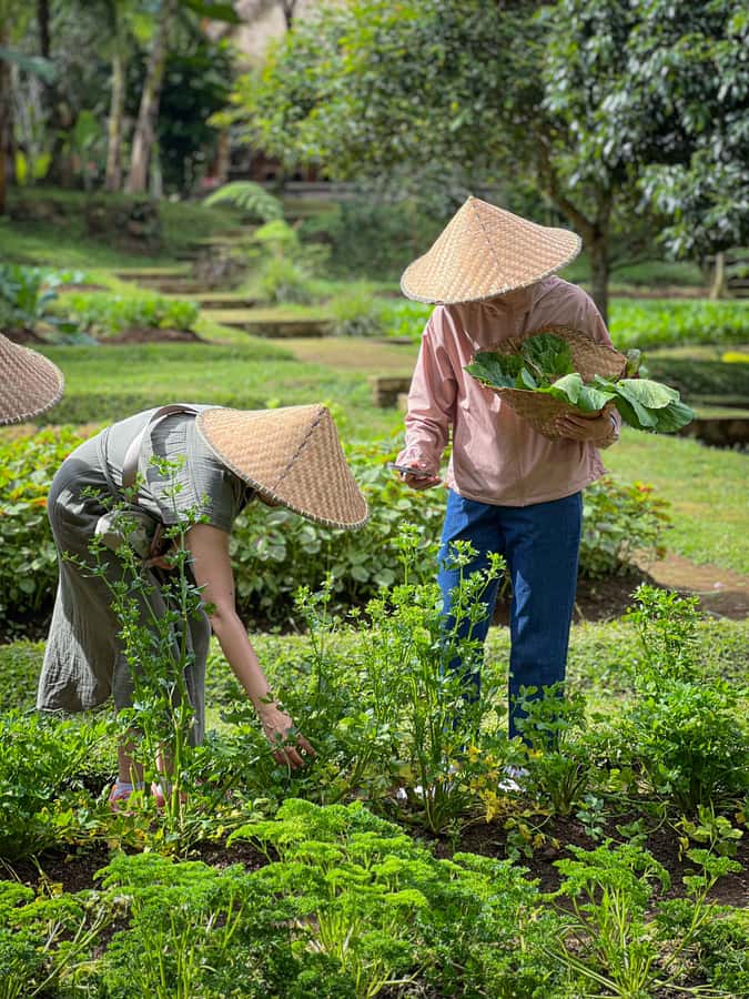 Ubud: Organic Farm Harvest, Bali Cooking Class by Pemulan - The Feast and the Take-Home Part: Eat What You Made