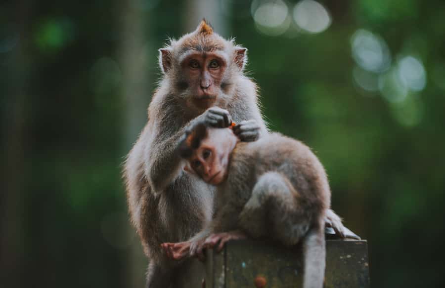 Ubud: Private All-Inclusive Tour with Lunch - Tegenungan Waterfall: optional swim, plus the classic Bali “wait, it’s wet” factor