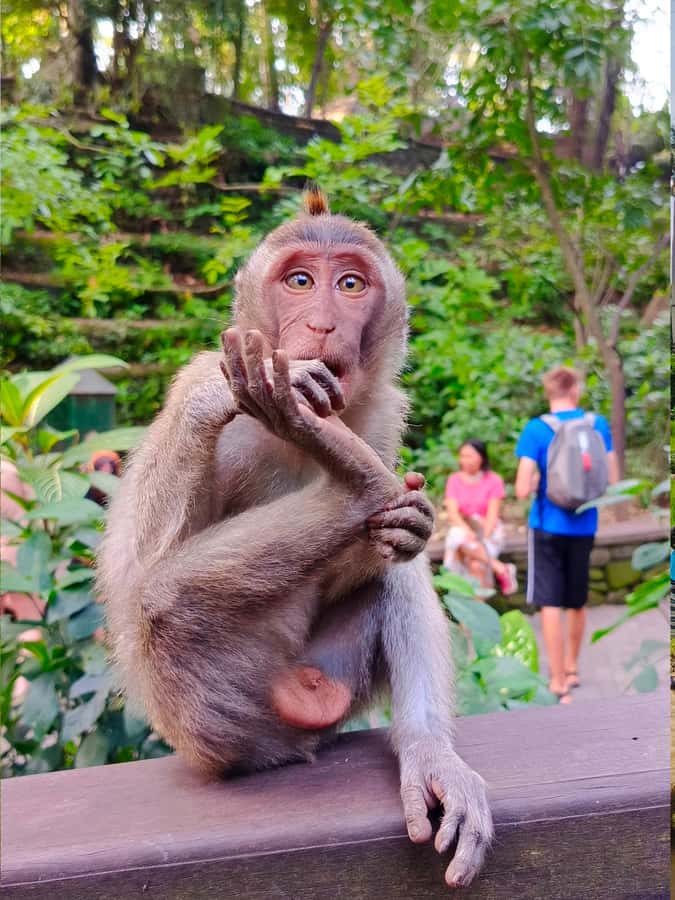 Ubud: Private Charter Car 10hours. - Meet the driver-guide: how help with photos and temple context can level up the day