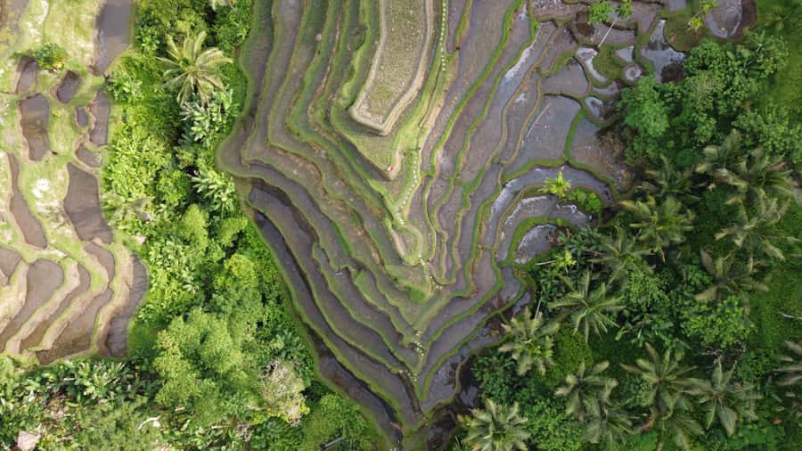 Ubud Private Customized Full-day Tours with Photographer - Sacred Monkey Forest Sanctuary: Classic Views, Real Animal Energy
