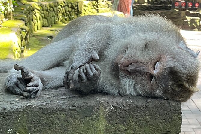 Ubud Private Nature and Temple Tour - A Full-Day Private Ubud Nature-and-Temple Plan
