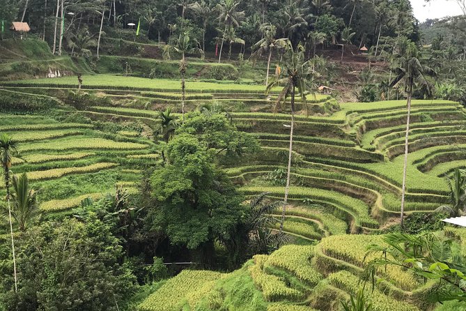 Ubud Private Tour : Best Of Ubud - Guided Tour - Tegalalang Rice Terrace: Subak Irrigation and the View You Came For