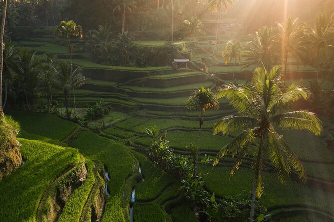 Ubud Private Tour - Waterfalls, Water Temple & Rice Terraces - Tegallalang Rice Terraces: Walking Narrow Paths With Better Light