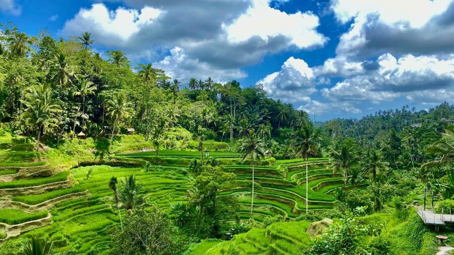 Ubud rice terrace, waterfall, and temple guided trip Bali - Tirta Empul Holy Water Temple: What You’ll See and the Temple Rule