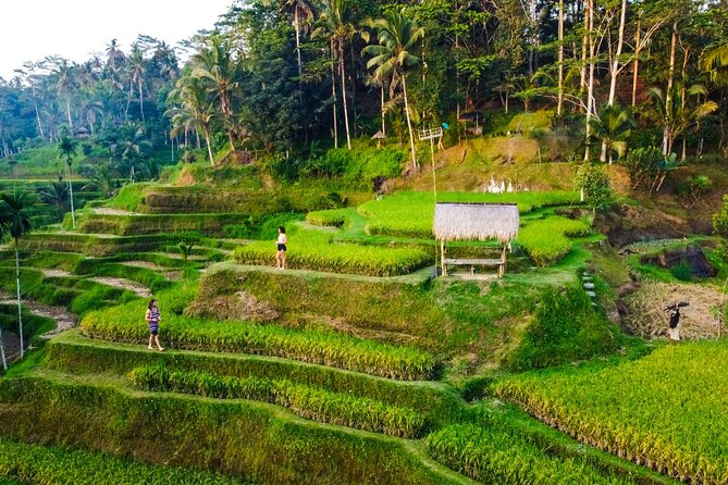 Ubud Rice terrace,Zip-line and waterfall - Stop 2: Tegalalang Rice Terrace and the Subak Water System