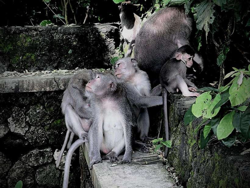 Ubud: Sacred Monkey Forest, Barong Cave ATV & Waterfall Tour - Beji River quad-bike adventure: gear up and expect some mud