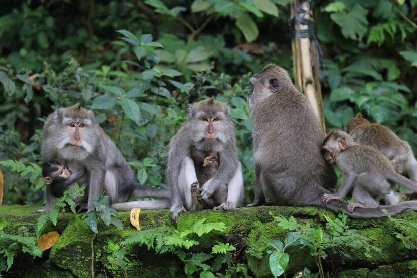 Ubud: Sacred Monkey Forest & Barong Cave ATV with Meal - Why This Ubud Combo Works Better Than Doing It Separately