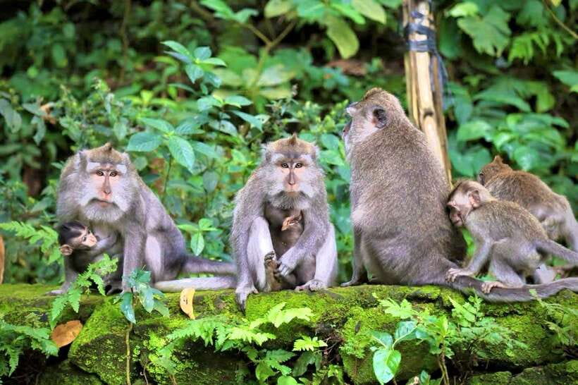 Ubud: Sacred Monkey Forest & Barong Cave ATV with Meal - Who Should Book This ATV + Monkey Forest Day?