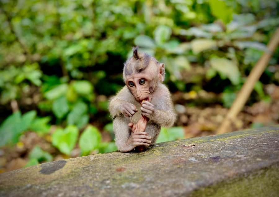 Ubud: Sacred Monkey Forest Sanctuary Ticket and Guided Tour - Getting there: Ubud hotel transfers vs central Bali pickup vs meeting at the gate