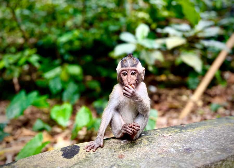 Ubud: Sacred Monkey Forest Sanctuary Ticket and Guided Tour - First steps inside: the main gate, koi pond, and that cave-like entrance