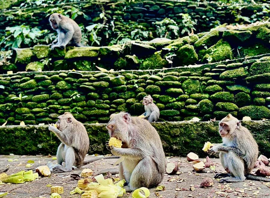 Ubud: Sacred Monkey Forest Sanctuary Ticket and Guided Tour - Pura Beji: the quieter bathing temple stop northwest of the main grounds