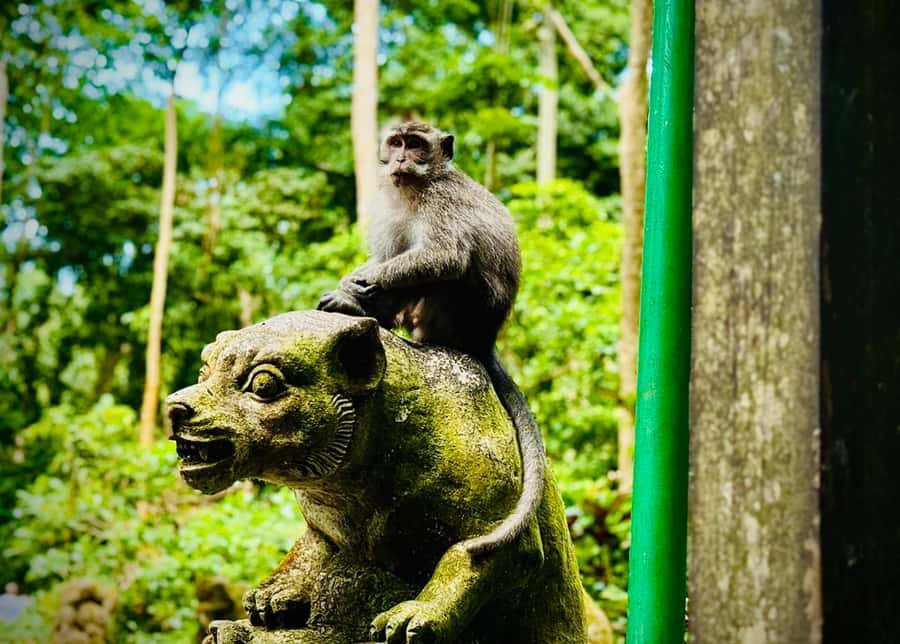 Ubud: Sacred Monkey Forest Sanctuary Ticket and Guided Tour - How the Sacred Monkey Forest tour works in real life