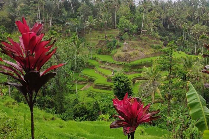 UBUD Spring Temple, Waterfall, Rice Terraces Private Tour - Ulu Petanu Waterfall: A Calmer Water Break in Ubud