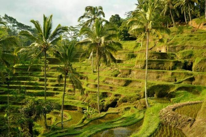 UBUD Spring Temple, Waterfall, Rice Terraces Private Tour - Tegalalang Rice Terraces: Big Views, No Long Haul