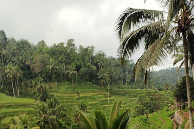 UBUD : Temple and Waterfall All Inclusive Day Tour - Stop 2: Tirta Empul Temple and the cleansing pool