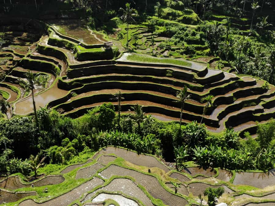 Ubud: Tirta Empul Water Purification Ritual, Private Tour - Getting There Smoothly: Private Car, Pickup, and Timing That Doesn’t Fight You