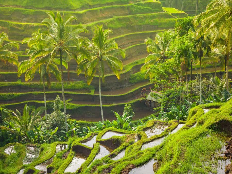 Ubud: Tirta Empul Water Purification Ritual, Private Tour - Uma Ceking Rice Terraces: Classic Bali Views Without the Full-Day Burnout
