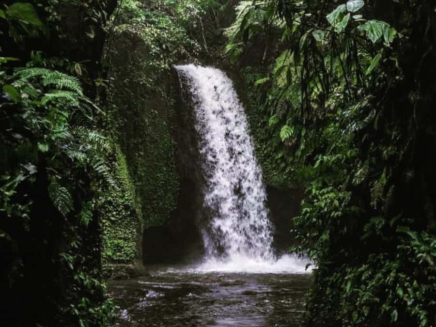 Ubud: Tirta Empul Water Purification Ritual, Private Tour - Tirta Empul Water Purification Ritual: What You’ll See and How to Prepare