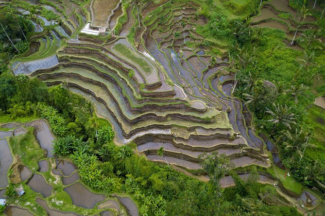 Ubud Top Attractions: Waterfalls, Temples and Rice Terraces - Tegalalang Rice Terrace: Farmer Walks and Real-World Ubud