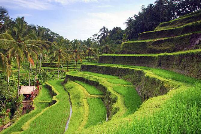 Ubud Tour - Best of Ubud - All Inclusive - One Day in Ubud, Without the Logistics Headache
