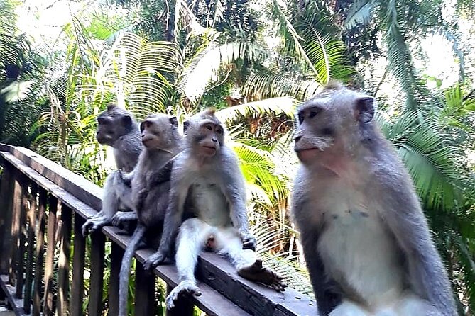 Ubud Tour - Best Of Ubud With Jungle swing - All Inclusive - Tegalalang Rice Terrace Walk: Why the Guide Changes Everything