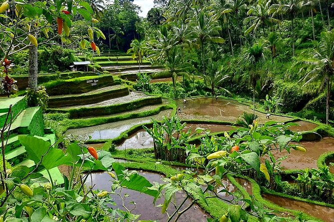 Ubud Tour - Best Of Ubud With Jungle swing - All Inclusive - Monkey Forest and a Traditional Balinese Home Compound