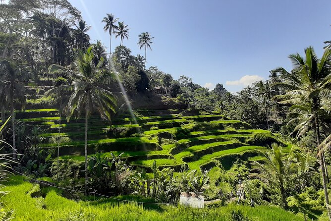 Ubud Tour - Highlights of Ubud - One-Day Ubud Circuit With a Private Driver-Guide
