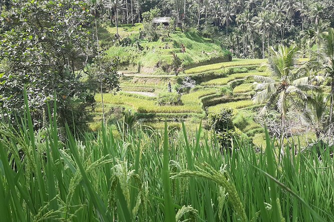 Ubud Tour - Highlights of Ubud - Sacred Monkey Forest Sanctuary: Wildlife Watching With Clear Boundaries