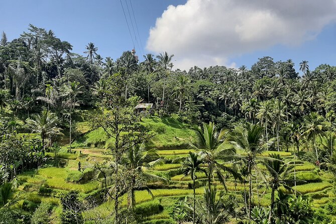 Ubud Tour - Highlights of Ubud - Timing, Comfort, and Why This Route Works Better Than Self-Driving