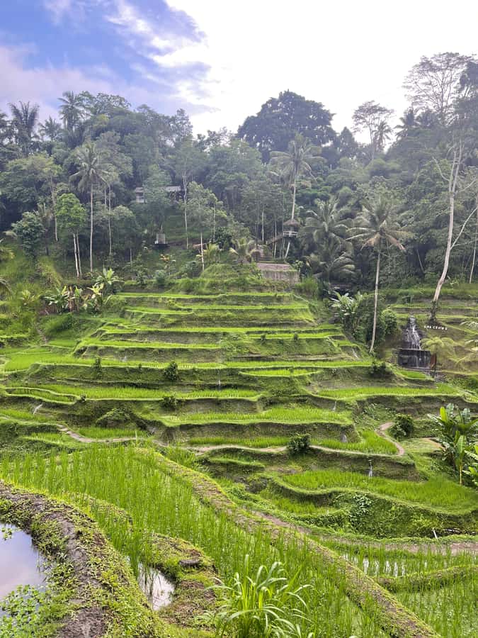 Ubud Tour Monkey Forest Rice Terraces Bali Swing Tirta Empul - Key highlights you’ll actually care about