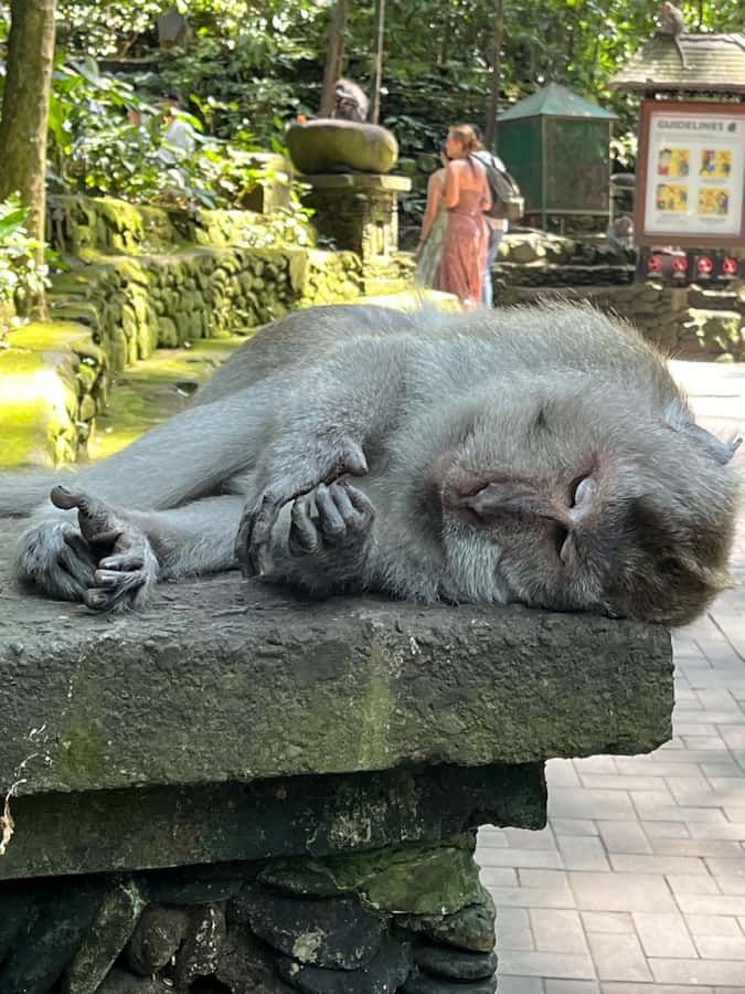 Ubud Tour Monkey Forest Rice Terraces Bali Swing Tirta Empul - How the Ubud to Tirta Empul loop fits 1 day