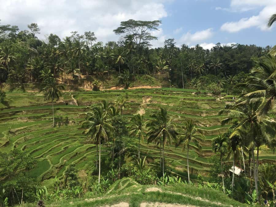 Ubud Tour Monkey Forest Rice Terraces Bali Swing Tirta Empul - Tegallalang rice terraces and the Subak irrigation system