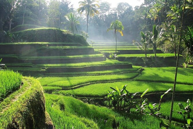 Ubud Tour Water Temple with Jungle Swing - Key highlights to know before you go