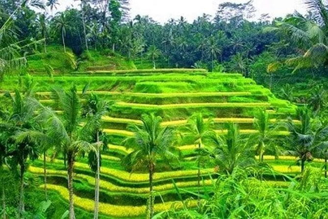 Ubud Tour Water Temple with Jungle Swing - Stop 3: Tegalalang Rice Terraces and the subak irrigation system