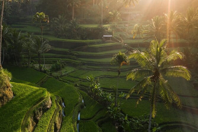 Ubud Tour Water Temple with Jungle Swing - Private driver and A/C: the quiet value that changes the day