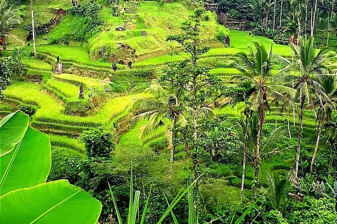 Ubud Tour with all includes - Price and Value: What $35 Gets You in Real Terms