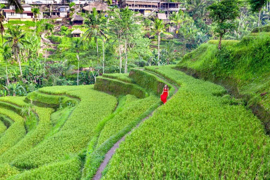 Ubud Tour with Optional English, Spanish and Italian Guide - Tegalalang Rice Terraces: classic views with an optional swing mindset