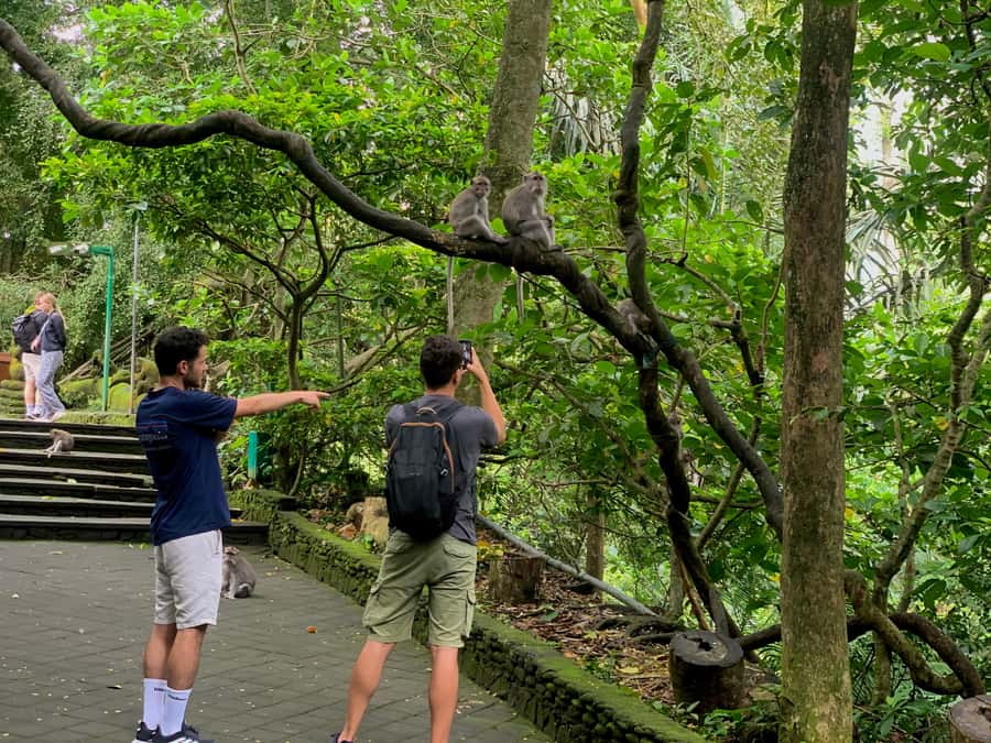 Ubud Tour with Optional English, Spanish and Italian Guide - Ulu Petanu Waterfall: 90 steps, a natural pool, and a real reset