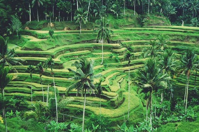 Ubud Trip, The Best of Ubud in a day - All Inclusive - Tegalalang Rice Terraces: The Famous View, Timed for Enjoying It