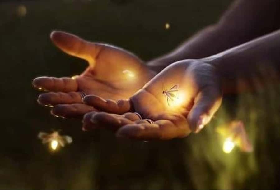 Ubud: Village Firefly Night Tour with Dinner - Pemulan Bali farm cooking school: the plants-to-meal foundation