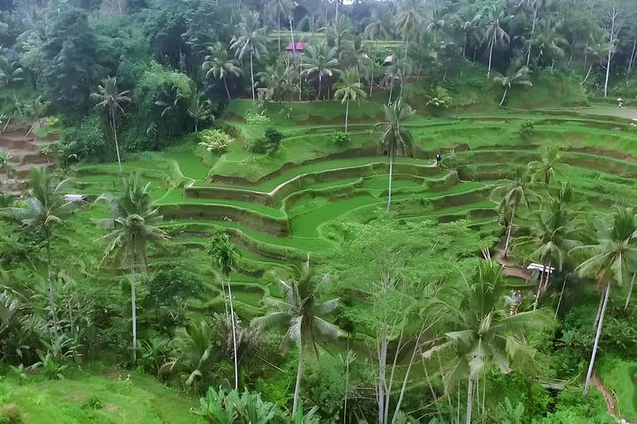 Ubud Village, Waterfall and Kintamani Volcano Private Tour - Key Highlights Worth Booking