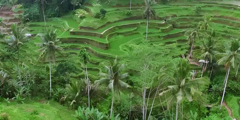 Ubud VW Safari Bali Tour - Why a Classic 70s VW Safari Works So Well in Ubud