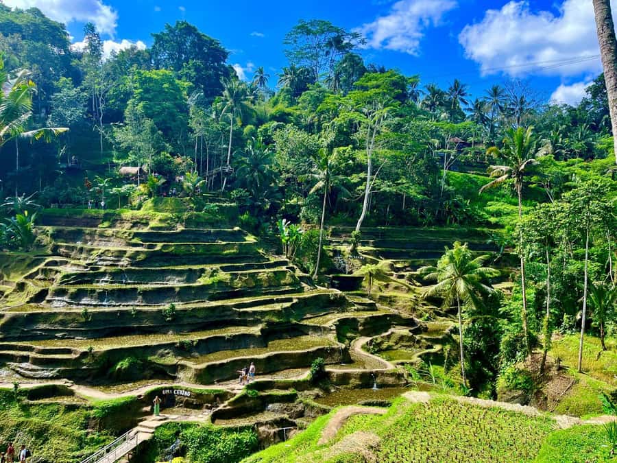 Ubud: Water Temple, Rice Terrace, Waterfall, Private Tour - Tibumana, Kanto Lampo, Tegenungan: three waterfalls with different moods