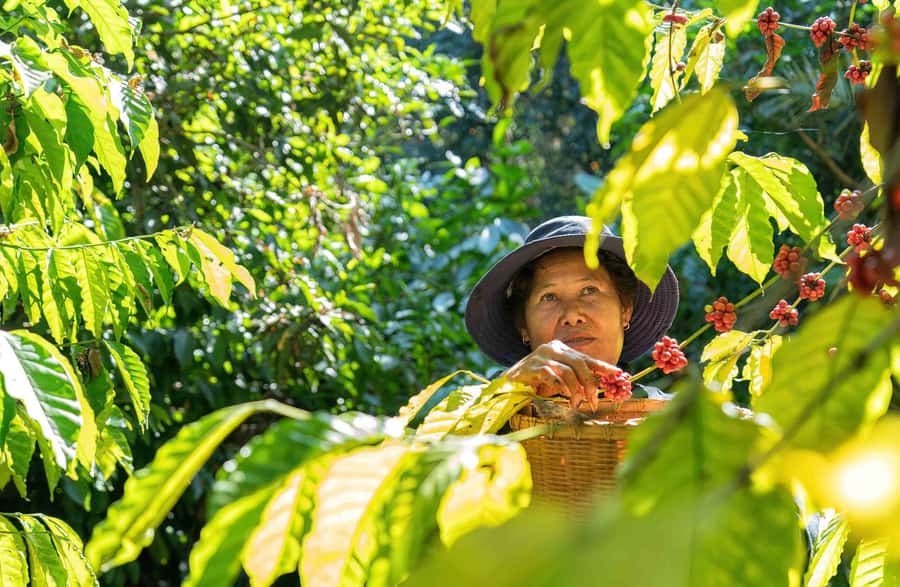 UBUD : Water Temples, Waterfalls, and Rice Terraces Tour - Coffee plantation stop: why it’s more than a quick taste