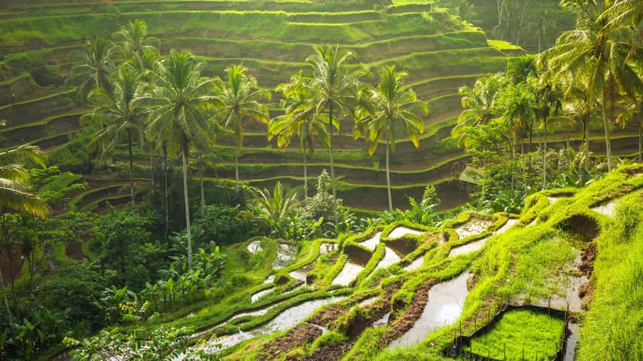 UBUD : Water Temples, Waterfalls, and Rice Terraces Tour - Tirta Empul Water Temple: holy spring purification you’ll understand faster with a guide